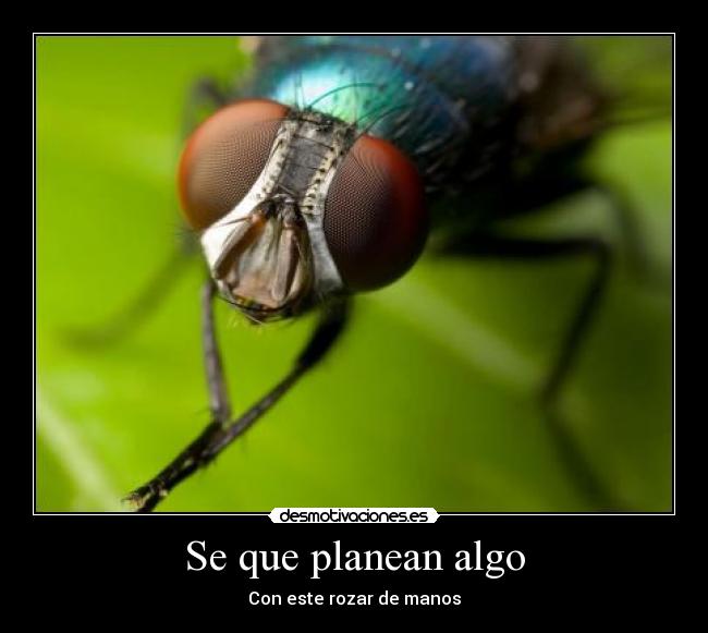 carteles moscas desmotivaciones