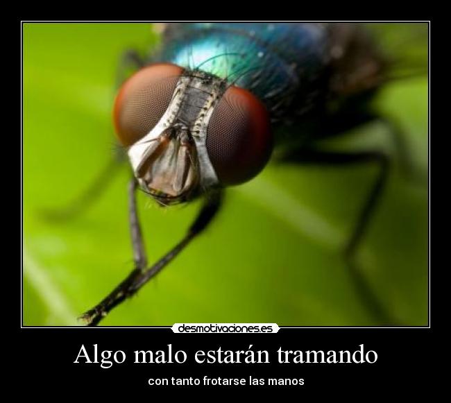 Algo malo estarán tramando -