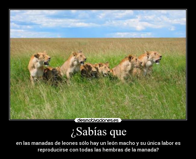 ¿Sabías que - en las manadas de leones sólo hay un león macho y su única labor es
reproducirse con todas las hembras de la manada?