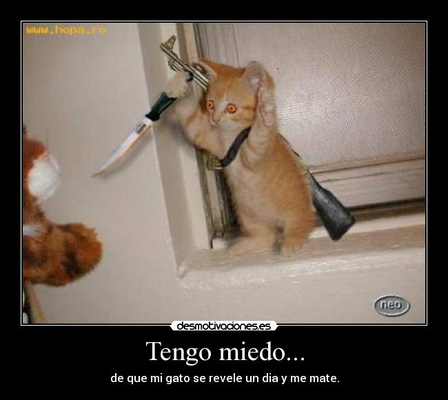 Tengo miedo... - de que mi gato se revele un dia y me mate.
