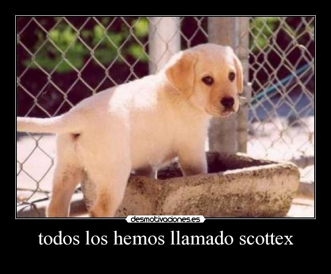 todos los hemos llamado scottex -