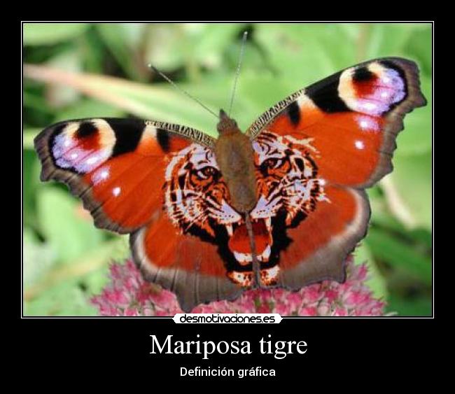 Mariposa tigre - Definición gráfica