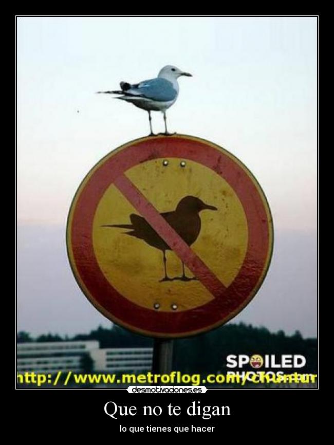 Que no te digan -
