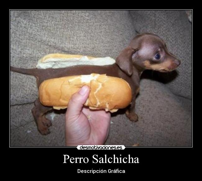 Perro Salchicha - Descripción Gráfica