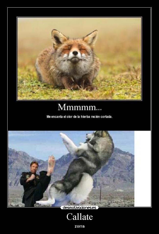 Callate - zorra
