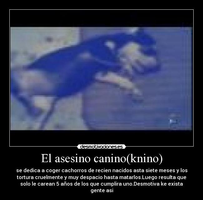 El asesino canino(knino) -