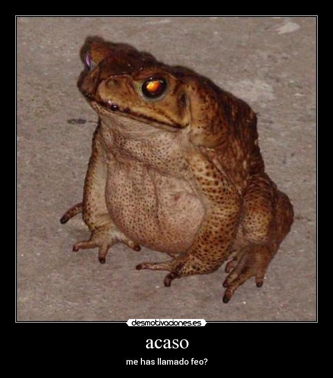 acaso - me has llamado feo?