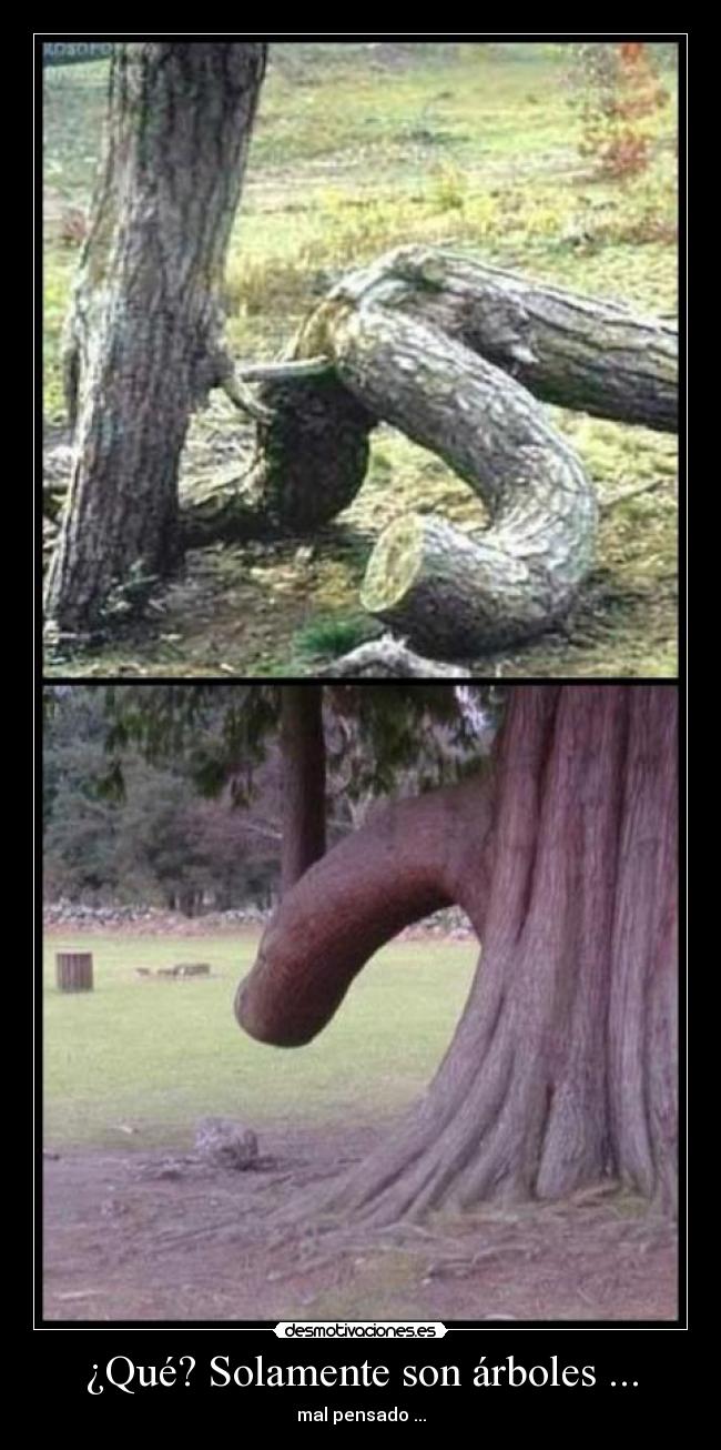 ¿Qué? Solamente son árboles ... -
