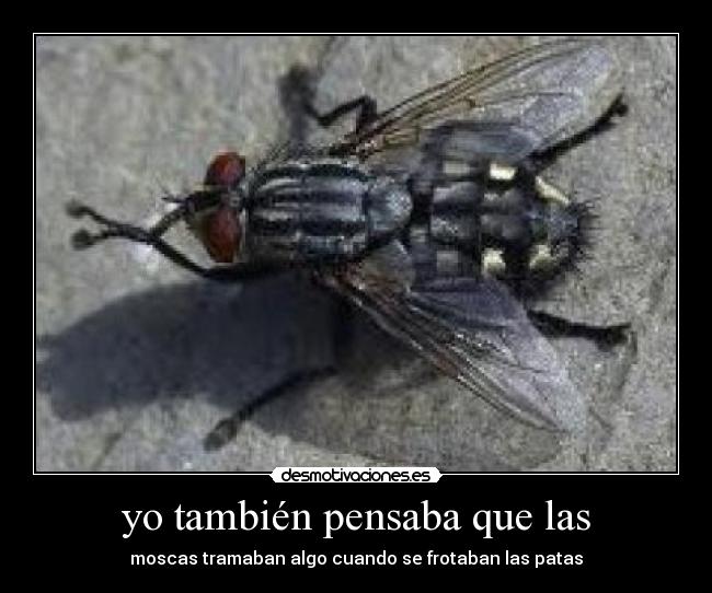 yo también pensaba que las - moscas tramaban algo cuando se frotaban las patas