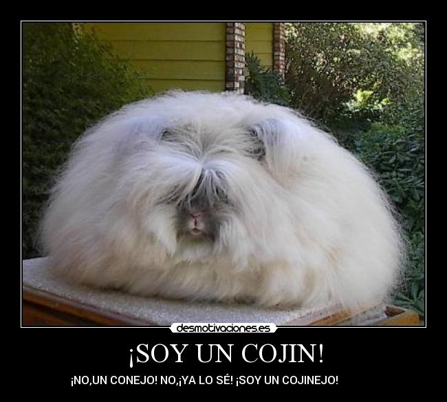 ¡SOY UN COJIN! - 