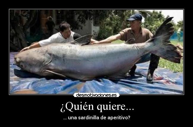 ¿Quién quiere... - ... una sardinilla de aperitivo?