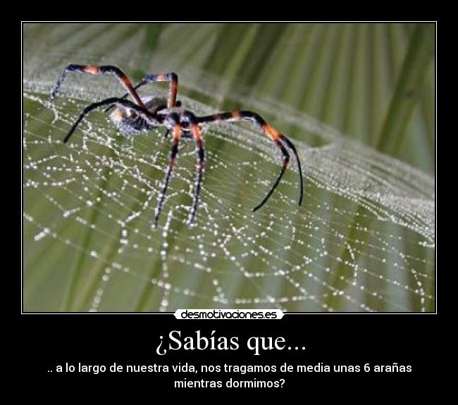 ¿Sabías que... - .. a lo largo de nuestra vida, nos tragamos de media unas 6 arañas
mientras dormimos?