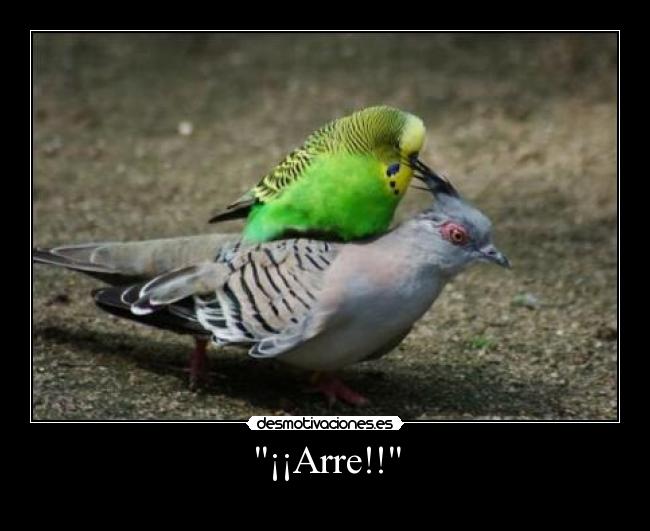 ¡¡Arre!! - 