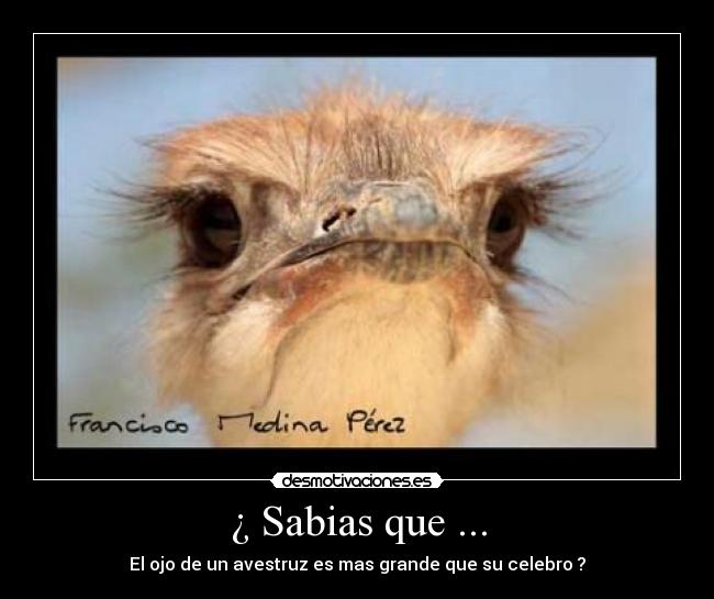 ¿ Sabias que ... -