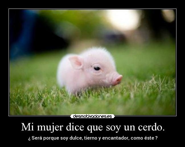 carteles mujer cerdo cerdito mujer dulce desmotivaciones