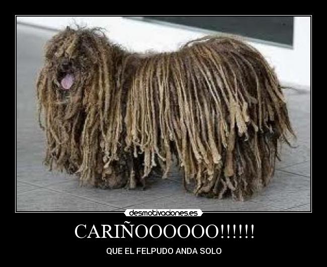 CARIÑOOOOOO!!!!!! - QUE EL FELPUDO ANDA SOLO