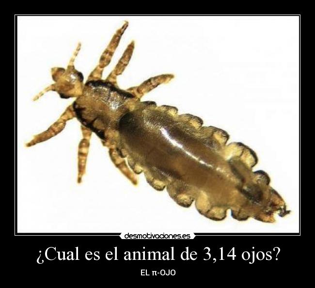 ¿Cual es el animal de 3,14 ojos? - 