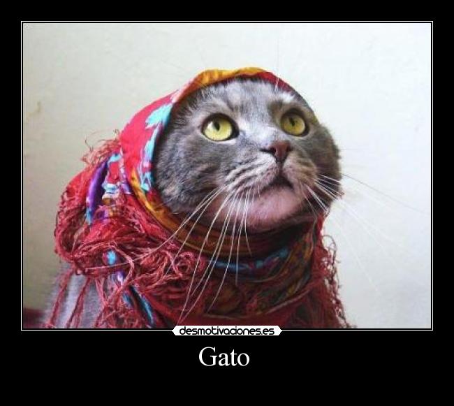Gato  - 