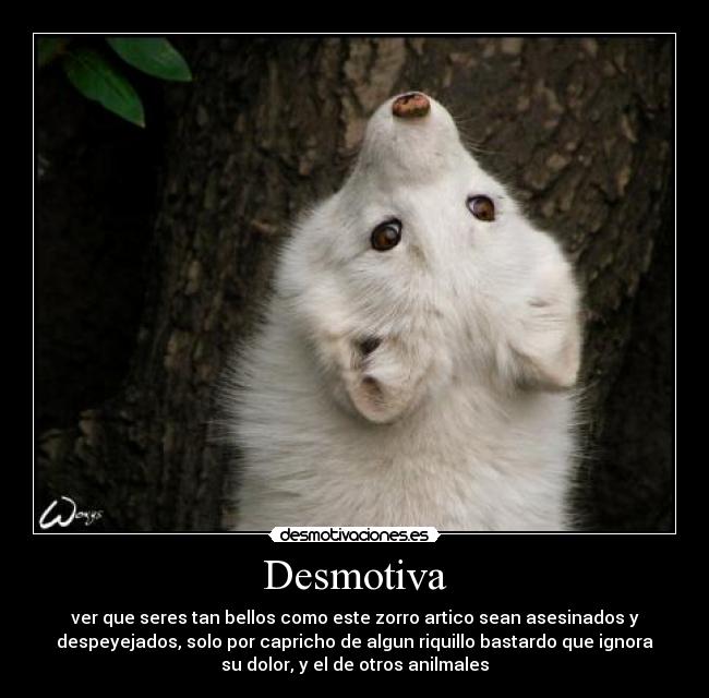 Desmotiva - ver que seres tan bellos como este zorro artico sean asesinados y
despeyejados, solo por capricho de algun riquillo bastardo que ignora
su dolor, y el de otros anilmales