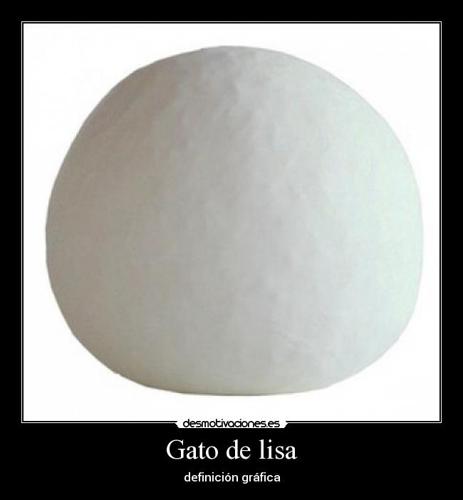 Gato de lisa -