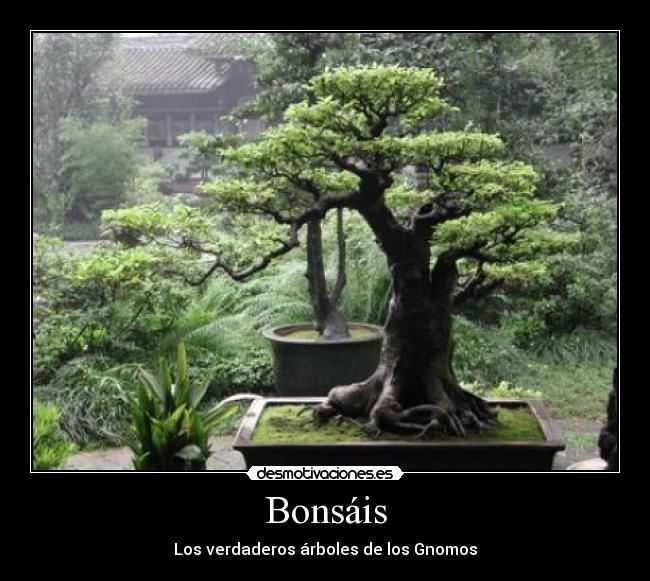 Bonsáis -