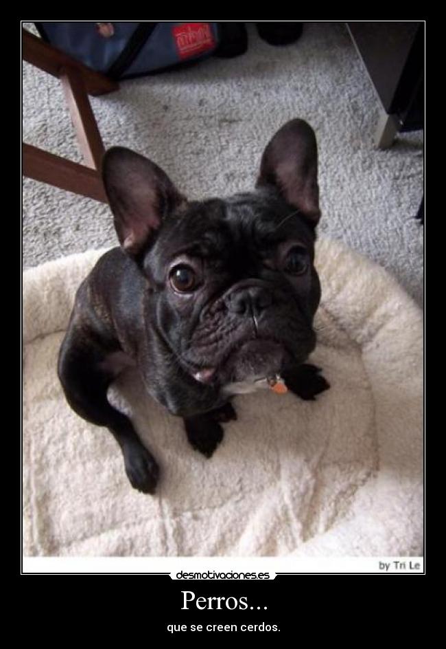 Perros... - que se creen cerdos.