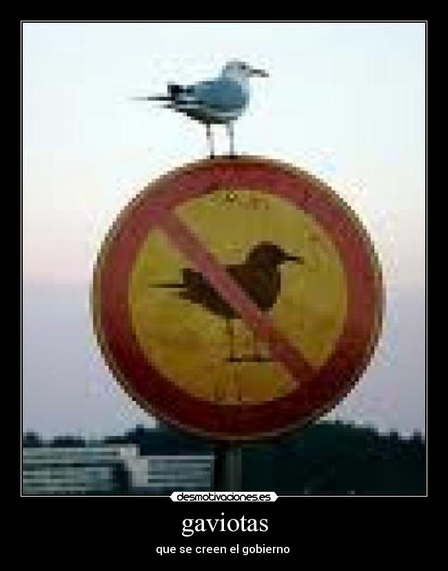 gaviotas - que se creen el gobierno