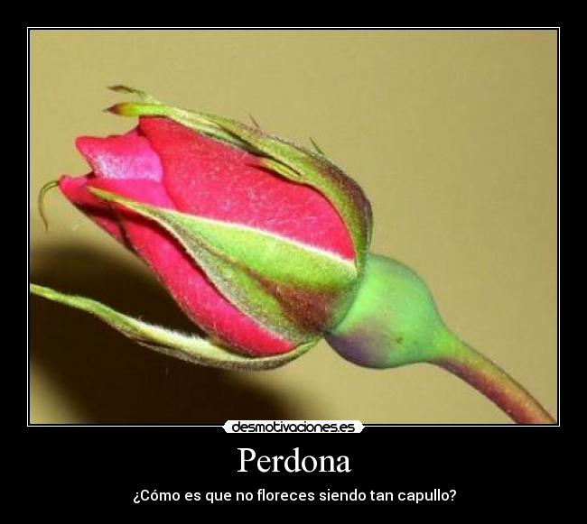 Perdona - 