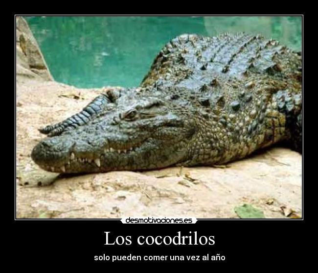 Los cocodrilos - solo pueden comer una vez al año