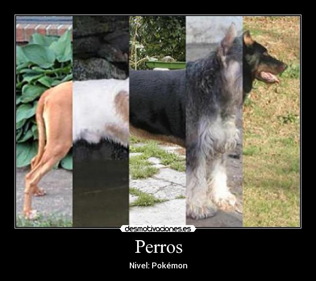 Perros - 
