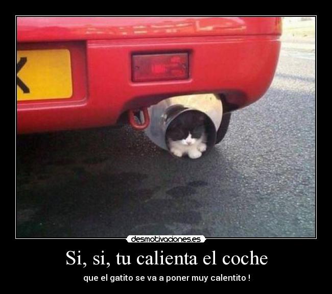 Si, si, tu calienta el coche - que el gatito se va a poner muy calentito !