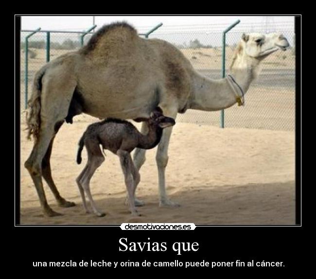 Savias que - 