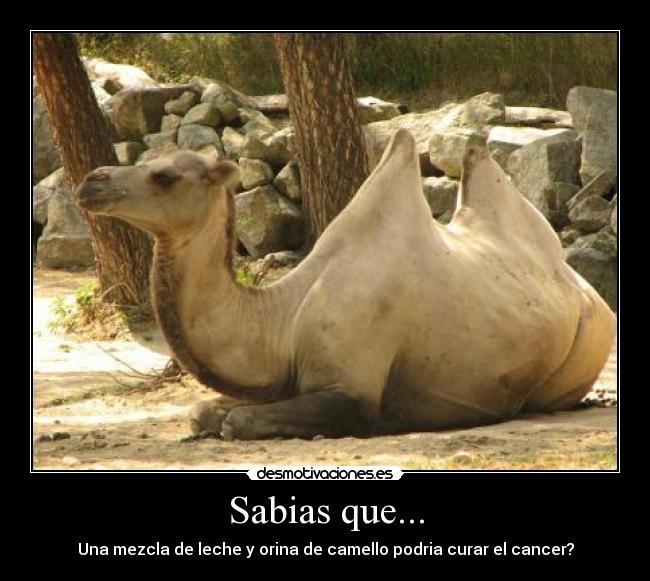 Sabias que... - 