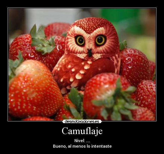 Camuflaje -