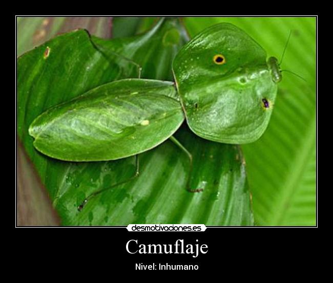 Camuflaje -