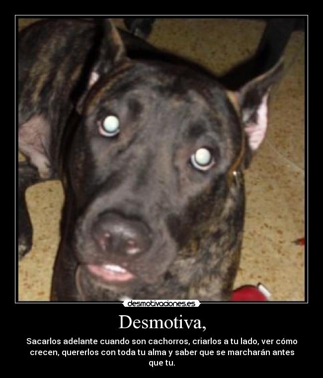 Desmotiva, - Sacarlos adelante cuando son cachorros, criarlos a tu lado, ver cómo
crecen, quererlos con toda tu alma y saber que se marcharán antes
que tu.