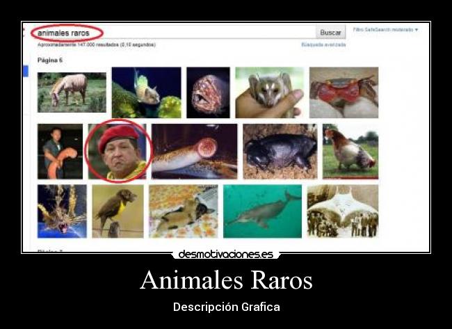 Animales Raros - Descripción Grafica
