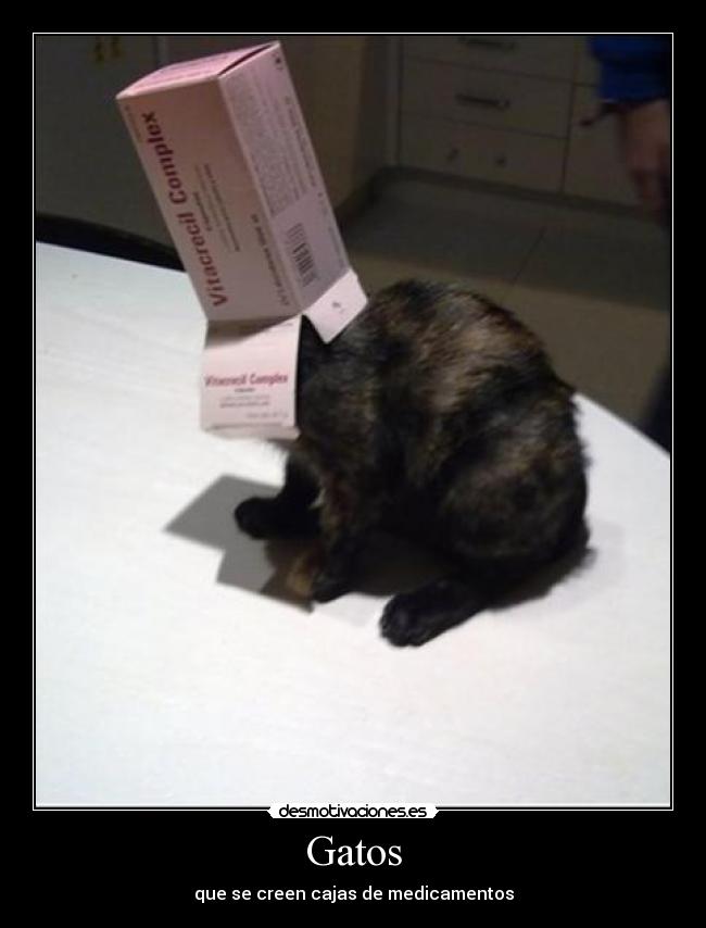 Gatos - que se creen cajas de medicamentos