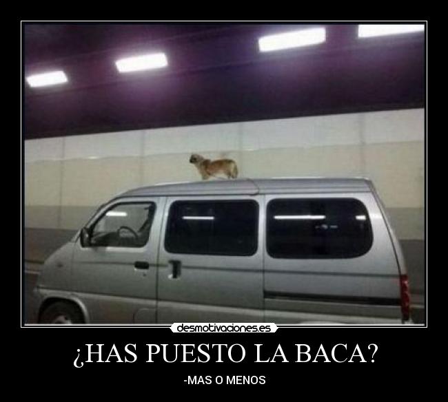 ¿HAS PUESTO LA BACA? - -MAS O MENOS
