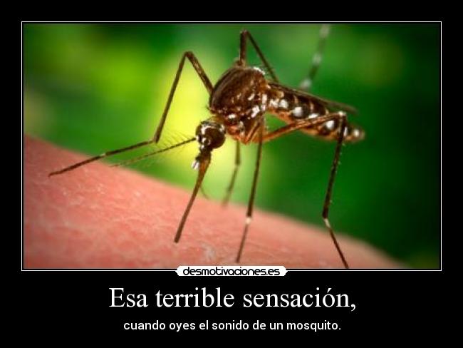 Esa terrible sensación, - cuando oyes el sonido de un mosquito.