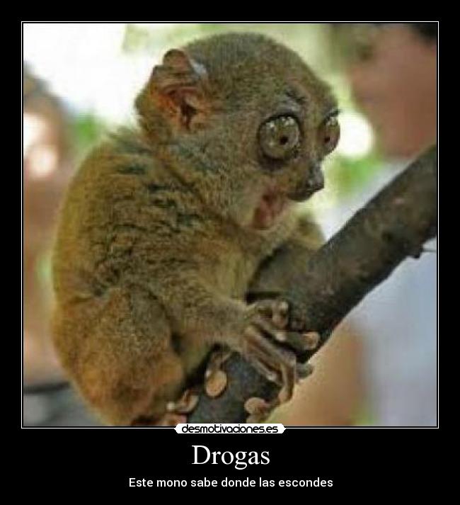 Drogas - 