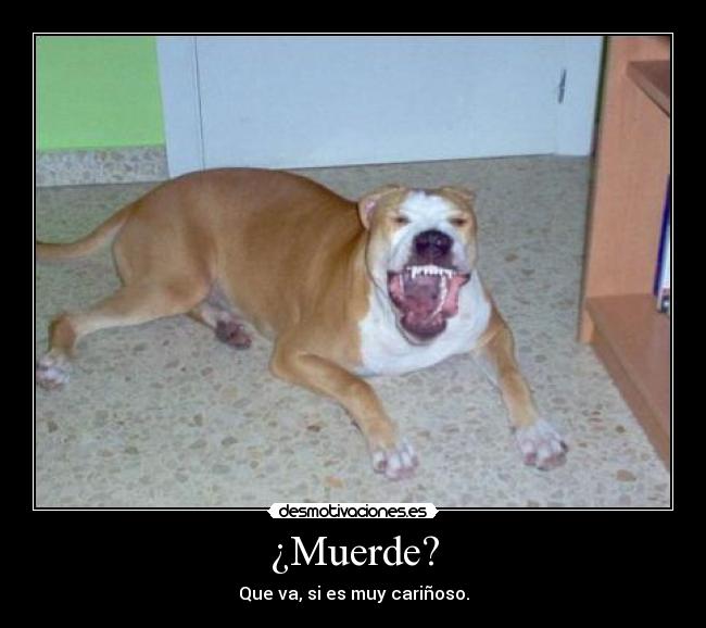 ¿Muerde? - Que va, si es muy cariñoso.