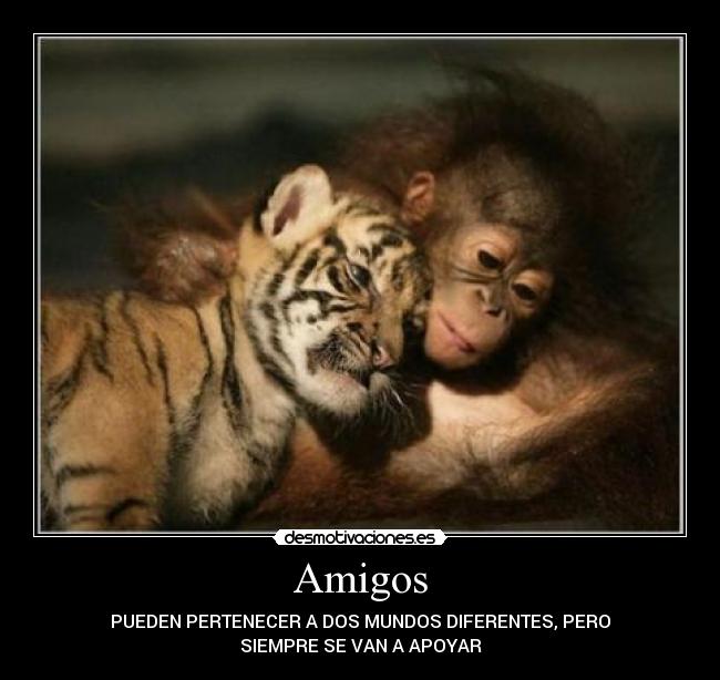 Amigos -
