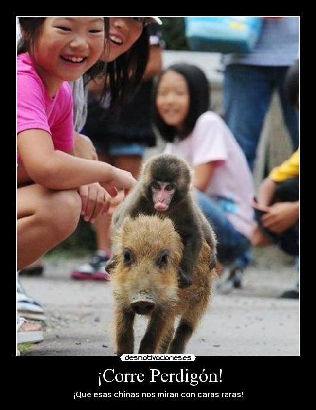 ¡Corre Perdigón! -