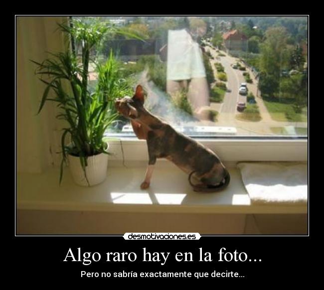 Algo raro hay en la foto... - Pero no sabría exactamente que decirte...