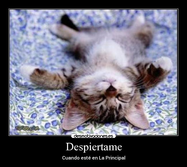 Despiertame -
