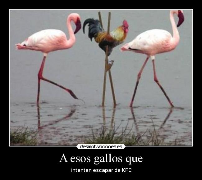 A esos gallos que -
