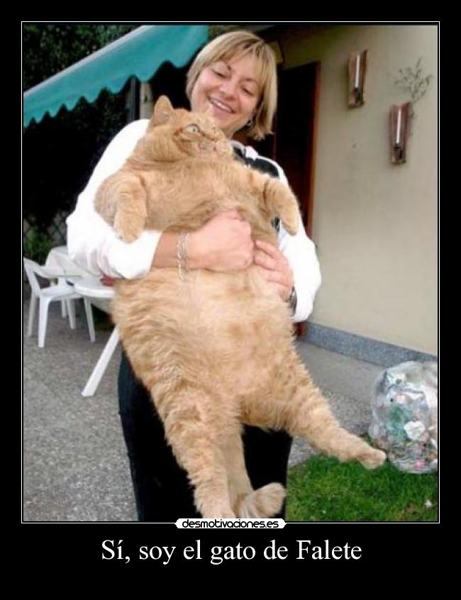 Sí, soy el gato de Falete -