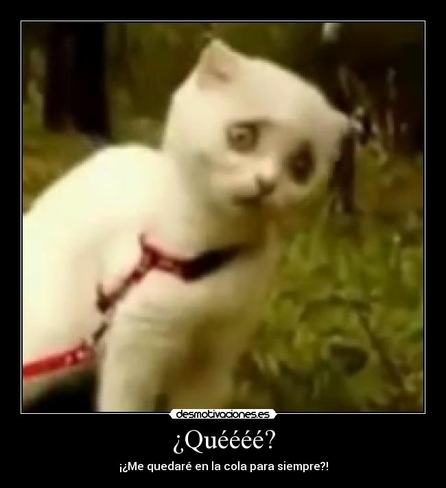 ¿Quéééé? - ¡¿Me quedaré en la cola para siempre?!