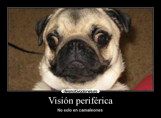 Visión periférica - No solo en camaleones